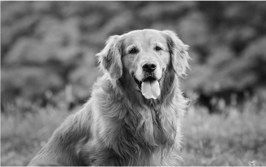 Black and white photo of the patient named "Skipper", a golden retriever.