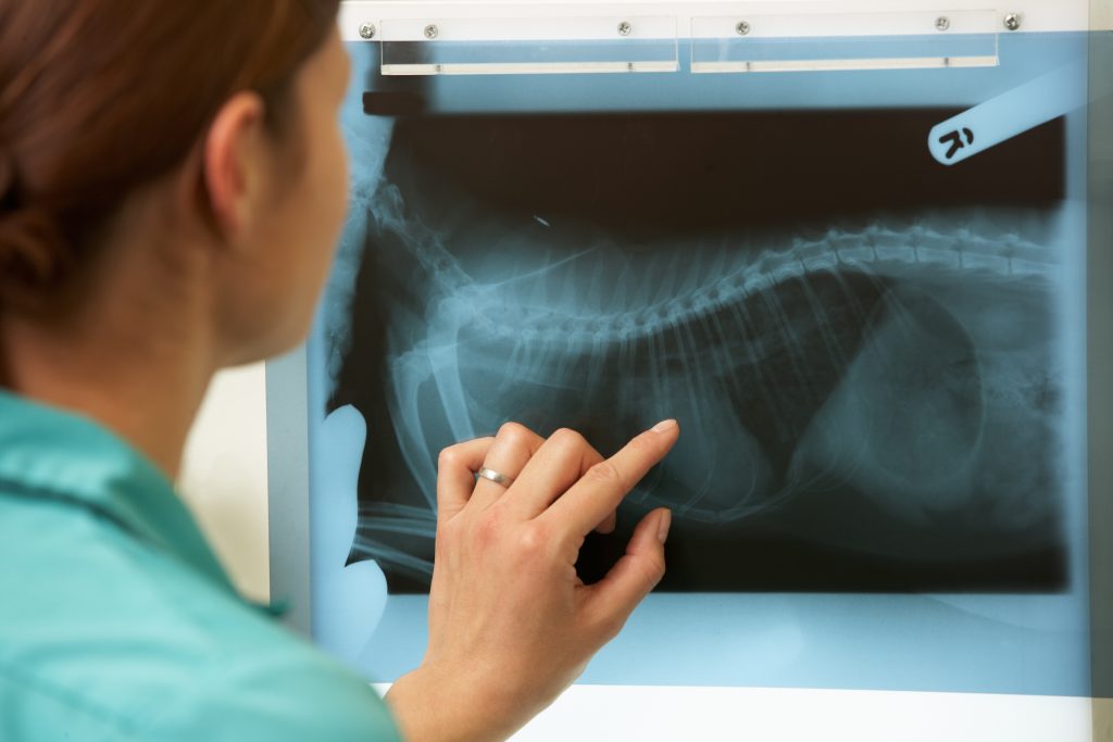 Woman pointing at X-Ray of dog.