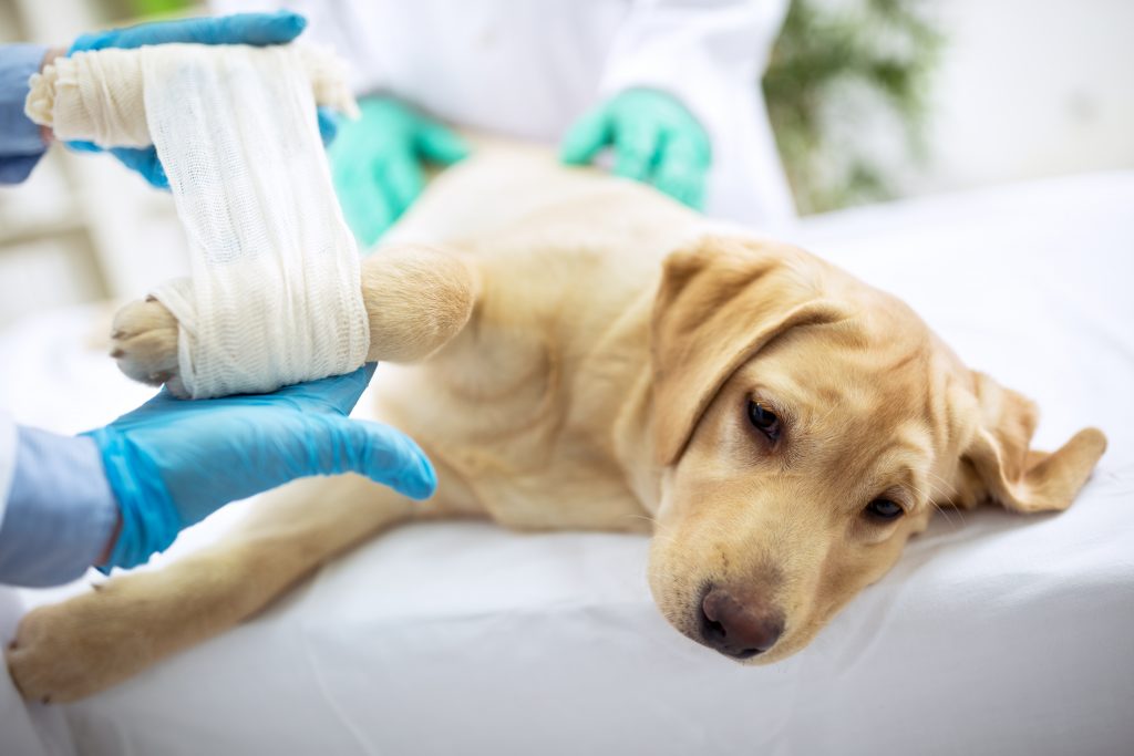 Dog with blonde fur laying down while leg is being wrapped in a bandage.
