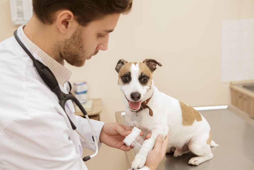 Male veterinarian wrapping puppy's paw with bandages